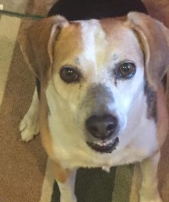 CESAR Adult Wet Dog Food Classic Loaf in Sauce Poultry Variety Pack,. Easy Peel Trays with Real Chicken, Turkey or Duck, 3.5 Ounce (Pack of 24) 3.5 Ounce (Pack of 24) multi 35 719M2uPnDKL