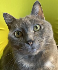 Wellness Kittles Crunchy Natural Grain Free Cat Treats, Salmon & Cranberry, 2-Ounce Bag 2 Ounce (Pack of 1) 31 719N4Fe1v9L 1