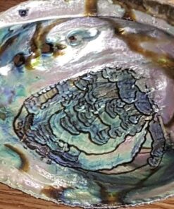 Vrinda ®Abalone Shell and 6'' Wooden Tripod Stand 24 719NlZKKq7L