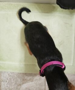 Activate II Flea and Tick Prevention for Dogs | 4 Count | Small Dogs 4-10 lbs | Topical Drops | 4 Months Flea Treatment 41 719OPcoWnyL