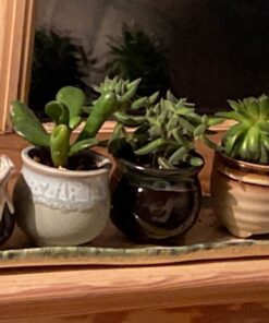 Shop Succulents Unique Succulent Plant Pack Collection - Live Mini Succulent Plants, Low Maintenance, Exceptional Colors & Textures - Wedding and Party Favors, Gift & Garden, Pack of 4 4-Pack Succulent Packs 31 719OoEDb oL