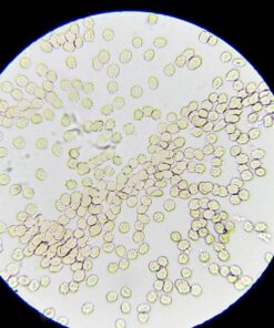 OMAX 40X-2000X LED Binocular Compound Lab Microscope w/ Double Layer Mechanical Stage + Blank Slides, Cover Slips, & Lens Cleaning Paper, M82ES-SC100-LP100 67 719OuN1yQrL