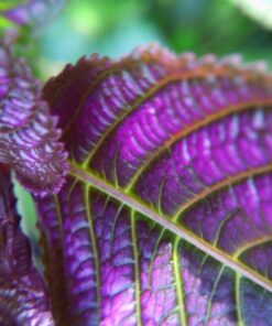 4K Video Camera Camcorder, 30MP UHD Wifi IR Night Vision Video Recorder with IR Flashlight, Vlogging Camera for YouTube Filming, 30X Digital Zoom Touch Screen Video Camera with Remote, Wide Angle 59 719RE1RQQxL