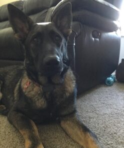 Whistle 3 / GPS Pet Tracker & Activity Monitor / Grey 65 719XQdTgGFL