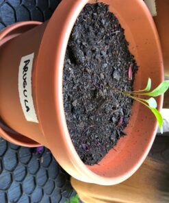 (12) Variety Pack Herb Garden Seeds | Basil, Cilantro, Parsley & More | ~4,000 Non GMO Heirloom Seeds | Survival Food for Survival Kits Gardening Gifts & Emergency Supplies by Open Seed Vault Herb Kit 12 pack 33 719Y5nRwJ6L