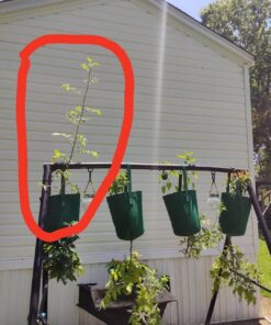 Burpee Super Sweet 100' Hybrid Cherry Tomato, 50 Seeds 25 719aUjW1hVL