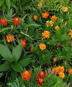French Marigold Sparky Mix Seeds, Over 5,000 Seeds by Seeds2Go 37 719afAJDkL