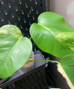 Plant Revolution PRPSGW01 Premium White Mycorrhizae, 1 oz, 1 Ounce, Gray 43 719c5CuMGL