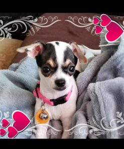 CESAR Adult Wet Dog Food Classic Loaf in Sauce Poultry Variety Pack,. Easy Peel Trays with Real Chicken, Turkey or Duck, 3.5 Ounce (Pack of 24) 3.5 Ounce (Pack of 24) multi 29 719c6LI5PbL