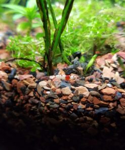 Crystal Red Shrimp SS Grade Live Freshwater Aquarium Shrimp - 1/4 to 1/2 inch Long (5 Shrimp) 5 Shrimp 15 719eSUeS0iL
