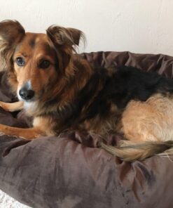 Majestic Pet 40 Inch Suede Calming Dog Bed Washable – Cozy Soft Round Dog Bed with Spine Support for Dogs to Rest their Head - Fluffy Donut Dog Bed 40x29x9 (Inch) - Round Pet Bed Large – Chocolate 40 in. 47 719f 4FBYQL