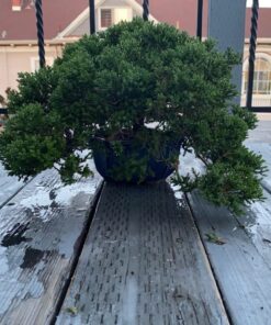 Dyna-Gro BON-008 8 oz Bonsai-Pro Liquid Plant Food, Yellow 22 719hZ7 GzJL