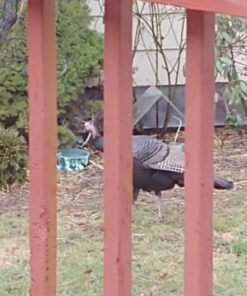 Petfactors Heated Pet Bowl, Outdoor Pet Thermal Water Bowl, Dog Cat Heated Water Bowl with 69 Inch Chew Resistant Cord and Waterproof ON/Off Switch Camouflage 29 719hqywG9KL