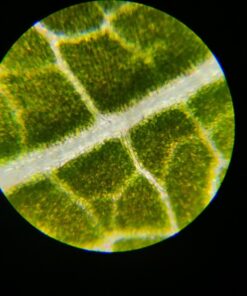 AmScope M150C-I 40X-1000X All-Metal Optical Glass Lenses Cordless LED Student Biological Compound Microscope 62 719l7nqBGiL