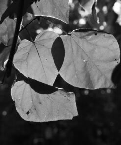 OM SYSTEM OLYMPUS M.Zuiko Digital 14-42mm F3.5-5.6 EZ Black For Micro Four Thirds System Camera, Compact 3x zoom Lens 24 719nRWrKO6L