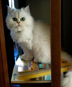 Royal Canin Persian Breed Adult Dry Cat Food, 7 lb bag 7 Pound (Pack of 1) 39 719qAa9KWhL