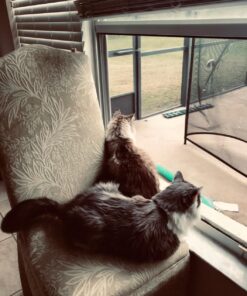 Meow Mix Tender Centers Dry Cat Food, Salmon & Chicken, 13.5 Pound Bag 13.5 Pound (Pack of 1) 37 719thECGCDL