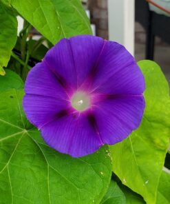 Seed Needs, Large 2.1 Ounce Package of 30,000+ Dazzling Blue Wildflower Seeds for Planting (99% Pure Live Seed Butterfly Attracting Wildflower Mixture - NO Filler) - Bulk 37 719uJjVE4TL