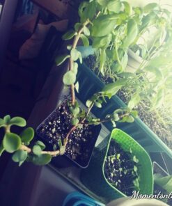 Espoma Organic Potting Soil Mix - All Natural Potting Mix For All Indoor & Outdoor Containers Including Herbs & Vegetables. For Organic Gardening, 8qt. bag. Pack of 1 39 71A VU7LrL