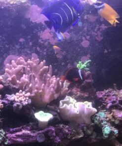 Current USA 36-48" Inch Orbit Marine LED Saltwater Reef Marine Aquarium Light | 24 Hour IR Lighting & eFlux Wave Pump Control | Adjustable Color Spectrum for Fish Tank (4102) Black 36 to 48-Inch 34 71A08gdTdAL 1