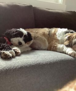 Kingdom Pets Filler Free Duck Jerky & Sweet Potato Twists, Premium Treats for Dogs, 48-Ounce Bag 25 71A1AMtXgeL