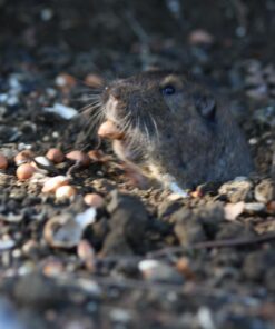 Lyric Fruit and Nut Wild Bird Seed - High Energy Wild Bird Food Mix - Attracts Woodpeckers, Chickadees & Other Songbirds - 5 lb bag 5.00 Pound (Pack of 1) 42 71A20POaBvL