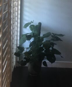 Alternative view of SuperMoss (22225) Moss Pole / Plant Stake, Fresh Green, 2 - 2.5ft. 2 - 2.5ft.