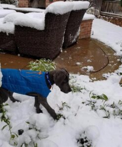 Kurgo Loft Dog Jacket, Reversible Dog Coat, Wear with Harness or Sweater, Water Resistant, Reflective, Winter Coat For Medium Dogs (Coastal Blue, M) Coastal Blue/Orange 44 71A8Un01jOL