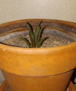 Espoma Organic Cactus Potting Soil Mix, Natural & Organic Soil for Cactus, Succulent, Palm, and Citrus grown in containers both indoors and outdoors, 4 qt, Pack of 1 4 Quart 30 71A96KRGDGL