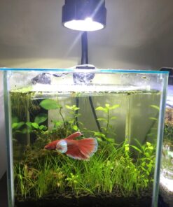 Marina CUBUS Glass Betta Kit – Elegant Glass Aquarium for Homes or Offices 34 71AGaJBupkL