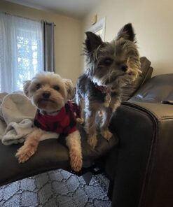 NUTRO NATURAL CHOICE Small Bites Adult Dry Dog Food, Lamb & Brown Rice Recipe Dog Kibble, 5 lb. Bag 31 71AIsWqyFaL