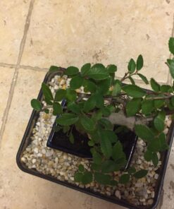 9GreenBox Chinese Elm Bonsai Tree Style 8 48 71AKak52J6L