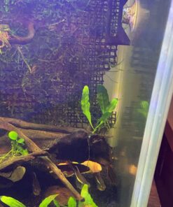 Luffy Decorative Wall or Floor Mesh Kit, 2 Pieces 34 71ALQEBH7TL