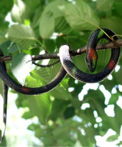 Homdipoo Realistic Fake Rubber Toy Snake Black Fake Snakes That Look Real Prank Stuff Cobra Snake 27 Inch Long (Black) 15 71AOHITvu1L