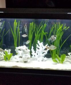 Jungle Vallisneria Rooted Plants 15-20 inches Tall - Easy Background Aquarium Plants 32 71AOKdD0iZL