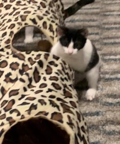 PAWZ Road Cat Toys Collapsible Tunnel Dog Tube for Fat Cat,Rabbits,Dogs Length 51" Diameter 12" Leopard Large-51" 33 71AUe8n9r5L