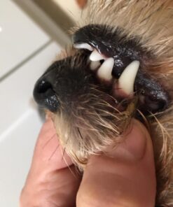 Proden PlaqueOff Dental Care for Dogs and Cats, 180gm 43 71AVn8JbBvL