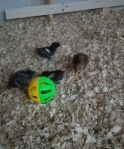 Ware Manufacturing Peck N Play Chicken Ball Toy 5 71AXbL9IVxL