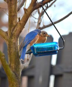 More Birds Dish SeedFeed, 1 Count (Pack of 1) 1 Count (Pack of 1) 36 71AZE57gyXL