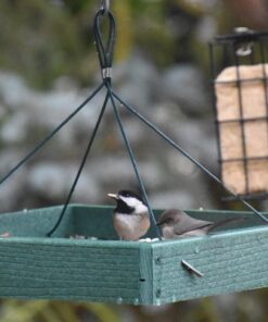 Woodlink Going Green Platform Bird Feeder Model GGPLAT 61 71AZRGUK7TL