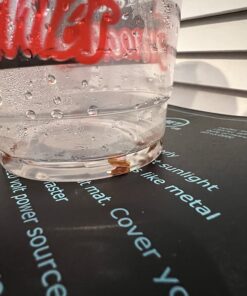 Seed Needs, Milkweed Seed Packet Collection to Attract Monarch Butterflies (6 Individual Seed Varieties to Plant) Heirloom & Untreated Seeds 6 Pack 36 71AaUOfg9DL