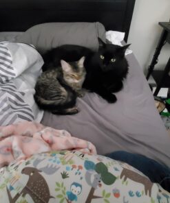 Scotch Double Sided Tape, 0.5 in. x 250 in., 6 Dispensers/Pack 53 71Ad141NyFL