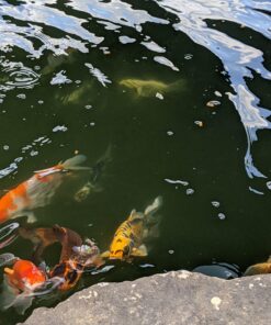 TetraPond Koi Vibrance, Soft Sticks, Easy to Digest Floating Pond Food, 5.18 lbs 36 71AmKSbeIQL