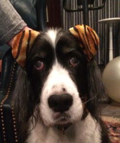 Constructive Playthings Tiger Costume Set 7 71AnDcY11xL