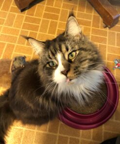 The Pet Portal Self Cleaning Dog Brush for Shedding Slicker Brush Cat Long Haired Pet Brush Grooming Deshedding Supplies - Small Pets Black 31 71AoU8KMiRL