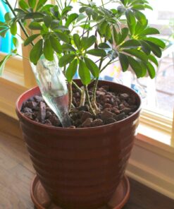 Modern Innovations Ceramic Terracotta Self Watering Spikes (4 Pack) Vacation Automatic Plant Waterer Devices, Indoor/Outdoor Planter Insert, Terra-Cotta Stakes for Potted Plants, Auto-Water System 4 Pack 47 71Aow1pKBrL