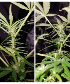 RTI Extreme Gardening Mykos Granular Singles, 100g 8 71AuFbEhlfL