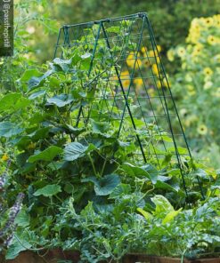 Gardeners Supply Company Deluxe Cucumber Trellis | Easy to Install Raised Garden Bed Cucumbers & Climbing Plants A-Frame Trellis | Outdoor Plant Support w/ 4" Grids for Easy Harvesting | 32"W x 46"H 12 71Aw1xDdqSL