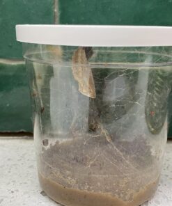 Painted Lady Butterfly Kit - Habitat, STEM Journal, & Voucher for Chrysalis Log & Caterpillars - Grow Your Own Butterfly Kit 38 71AytL0sSL