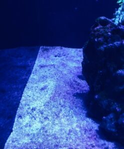 Chemi-Clean - 2 g 2g 70 71B00zniwL